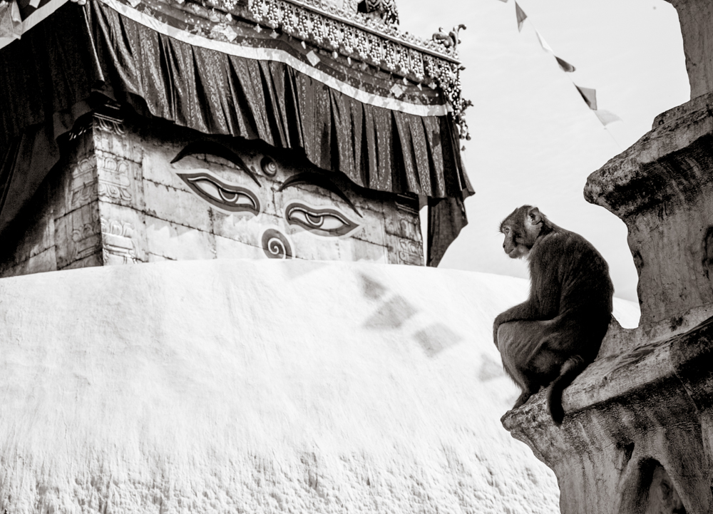 monkey temple in kathmandu nepal