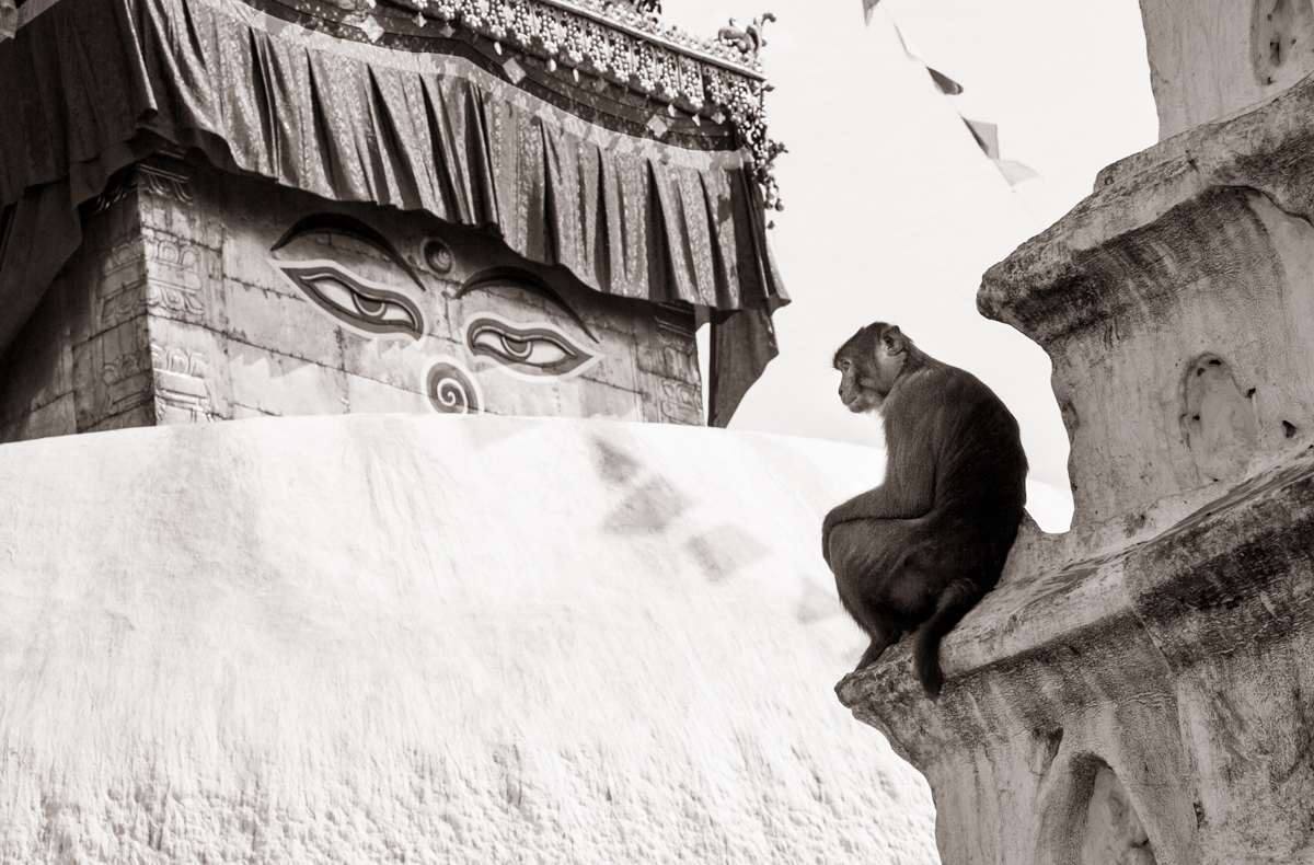 monkey temple in nepal